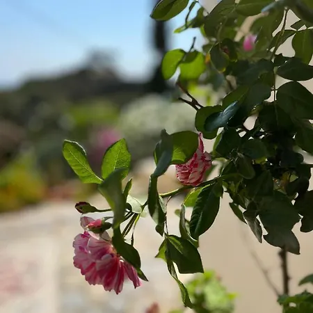 Walnut Tree Farm * Agia Anastasia